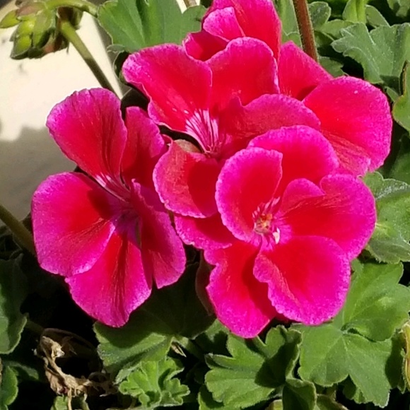 Meet your Posher, Ashley - Picture 1 of 1